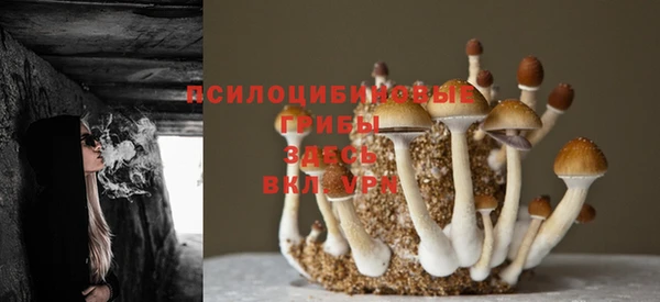PSILOCYBIN Богданович
